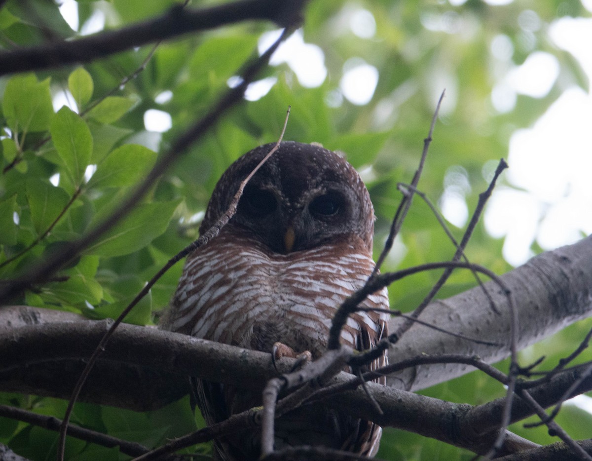 African Wood-Owl - ML609826069