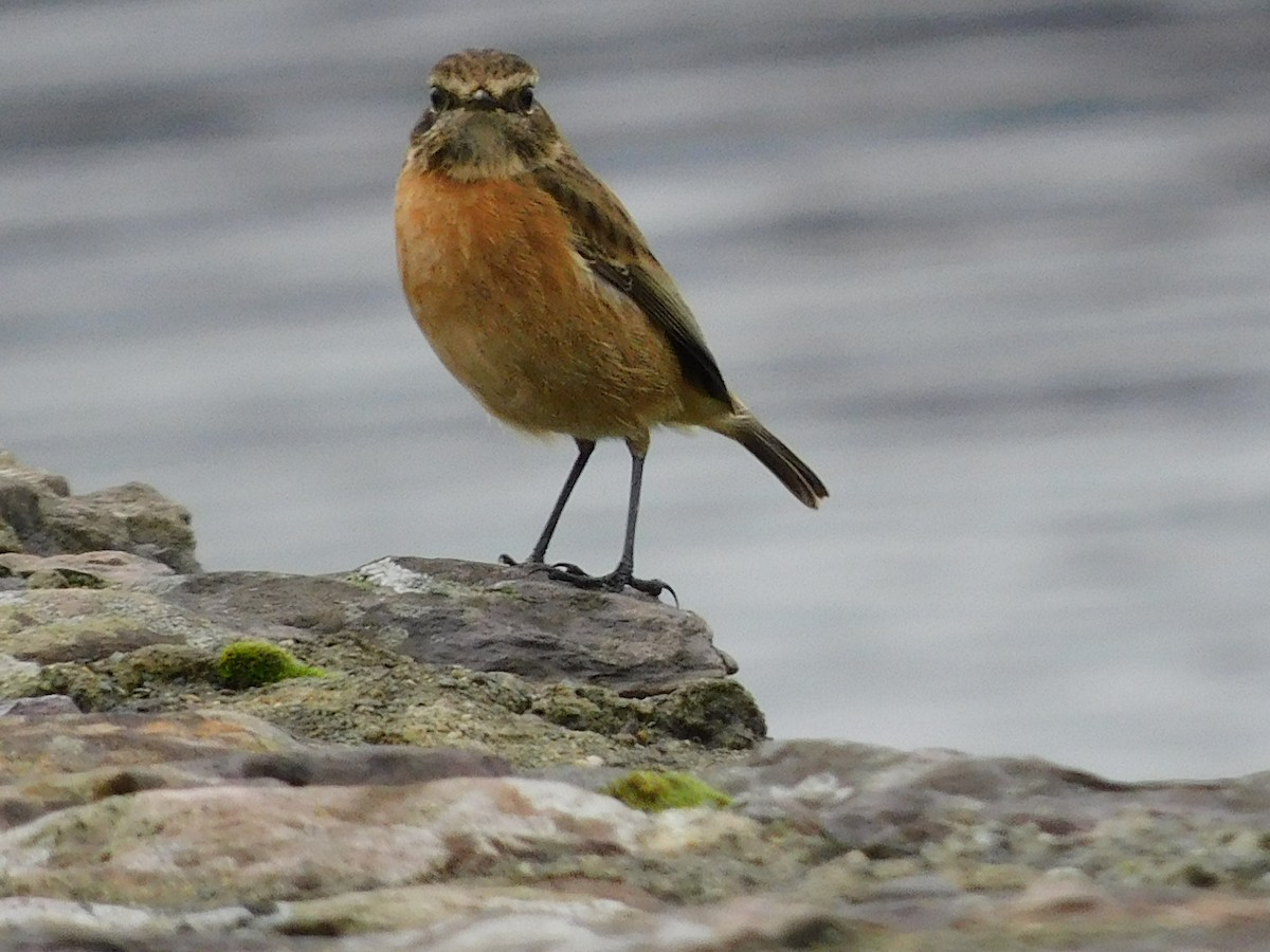 European Stonechat - Raquel Johnson