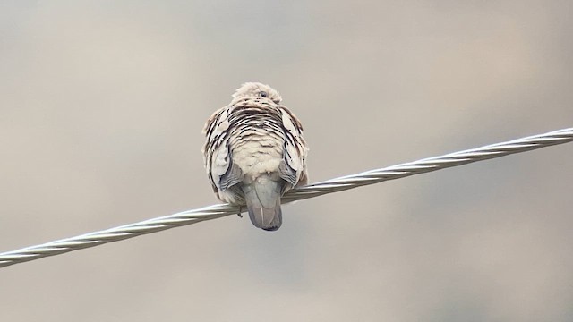 Bare-faced Ground Dove - ML609826089