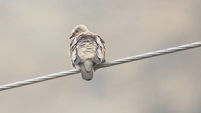 Bare-faced Ground Dove - ML609826090