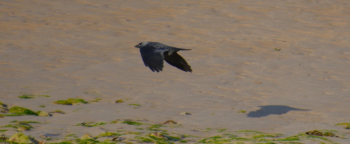 Eurasian Jackdaw - ML609826094