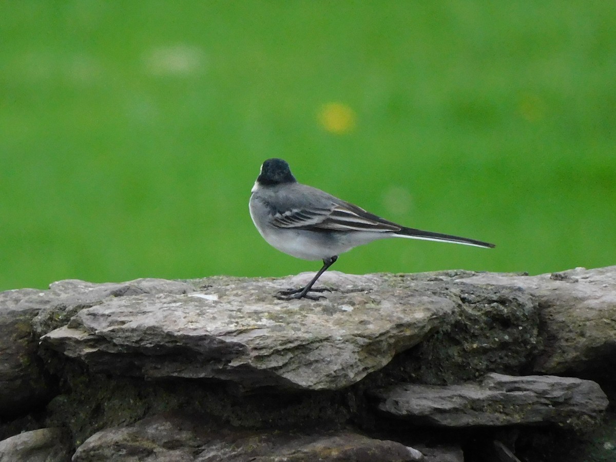 White Wagtail - ML609826097