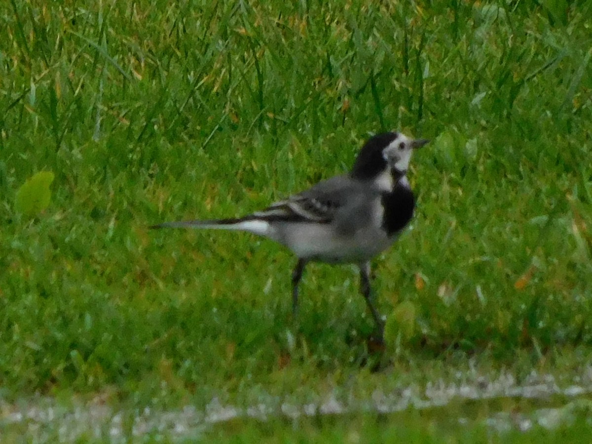 White Wagtail - Raquel Johnson