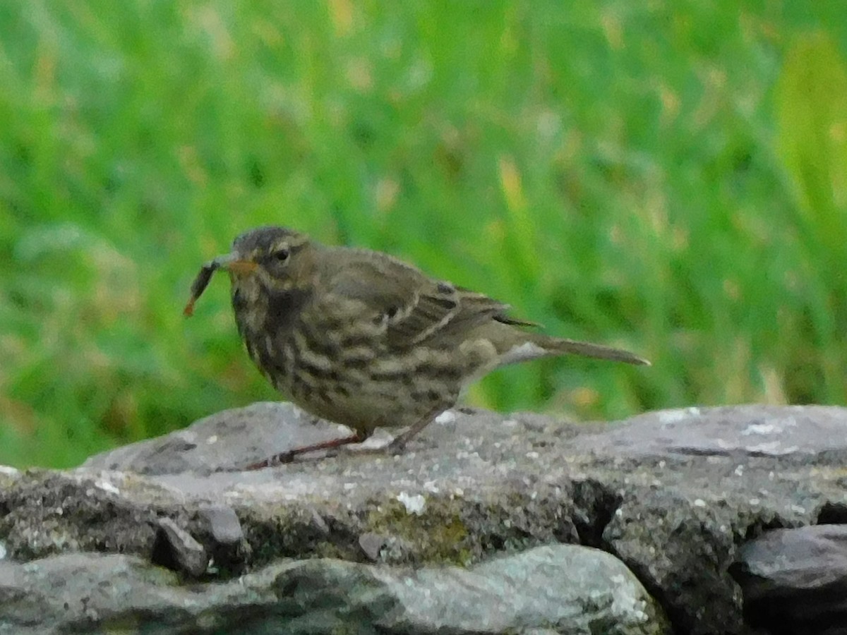 Rock Pipit - Raquel Johnson