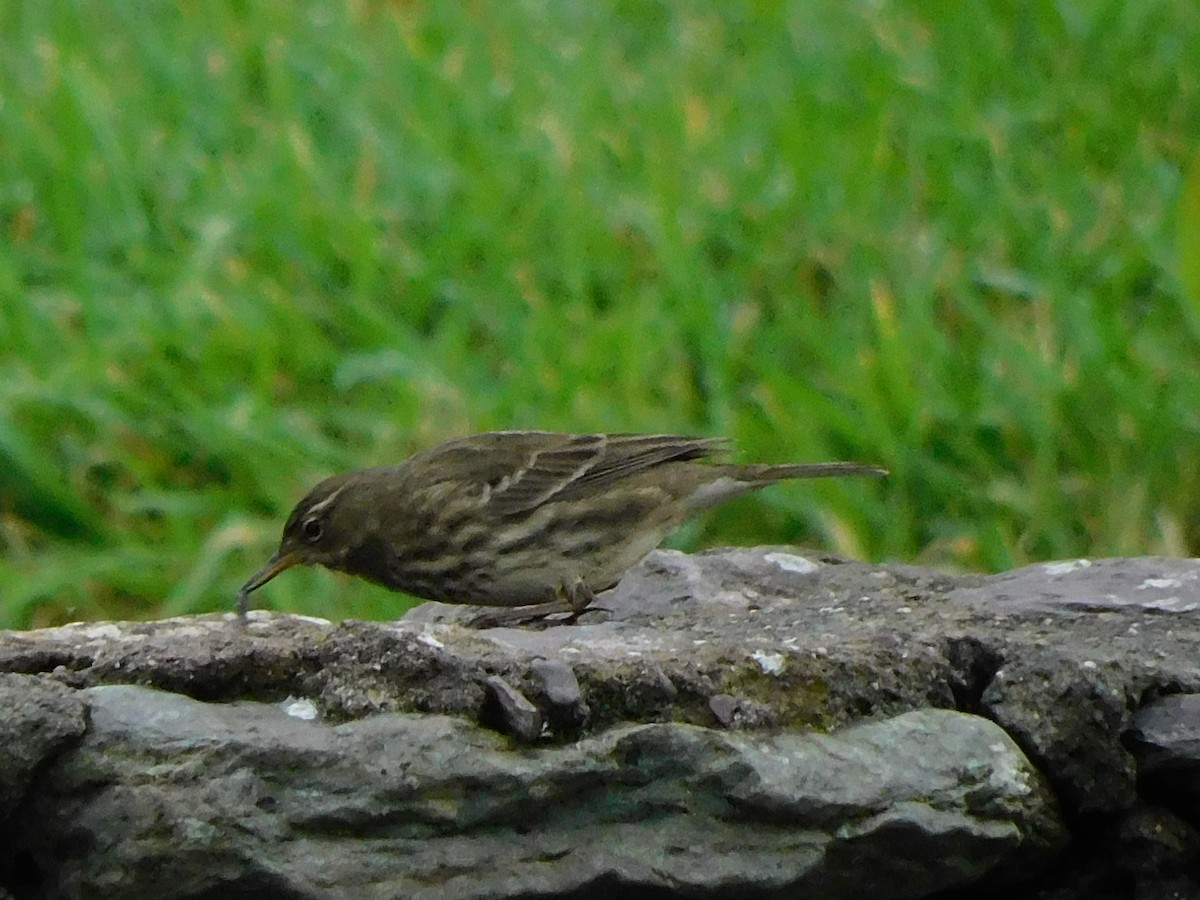 Rock Pipit - Raquel Johnson