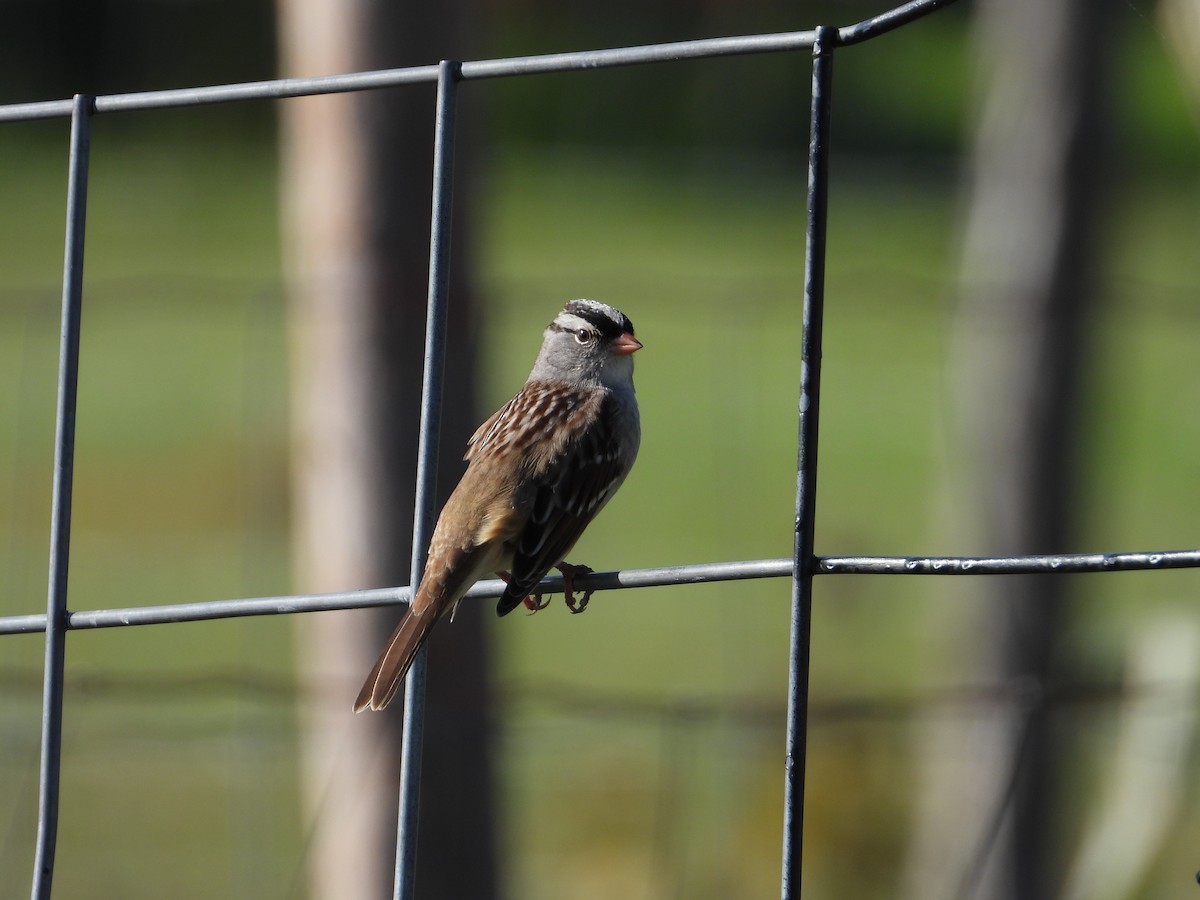 White-crowned Sparrow - ML609826138