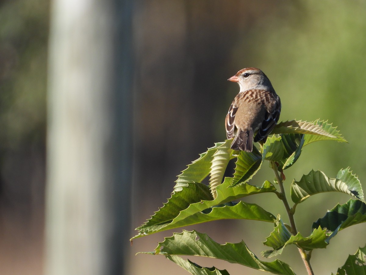 White-crowned Sparrow - ML609826144