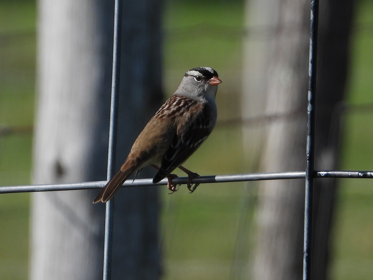 White-crowned Sparrow - ML609826181