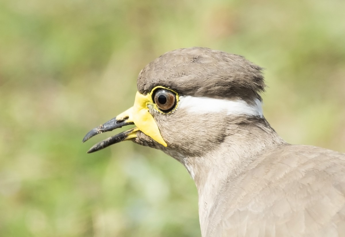 Yellow-wattled Lapwing - ML609826183