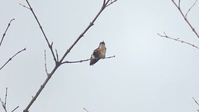 シロハラチビハチドリ - ML609826214