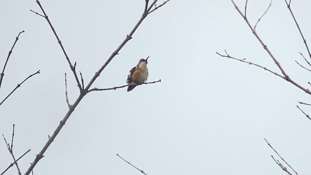 シロハラチビハチドリ - ML609826215