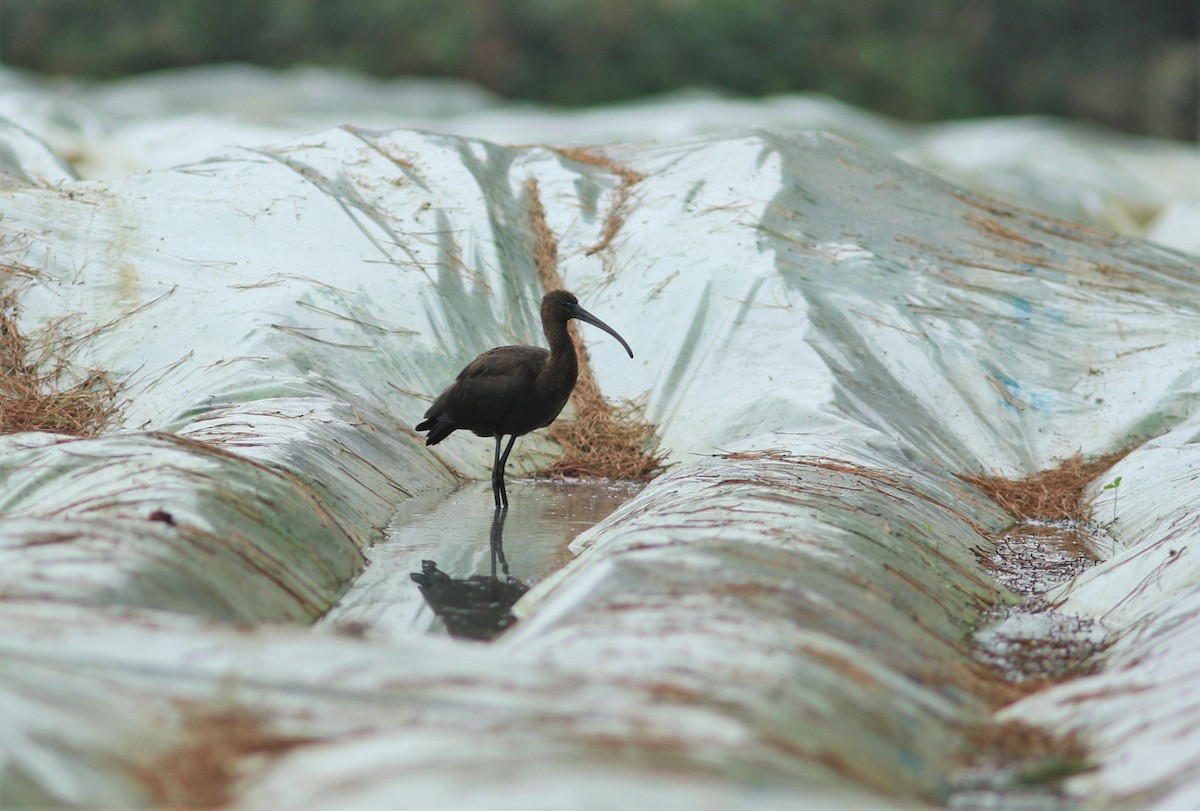 ibis hnědý - ML609826239