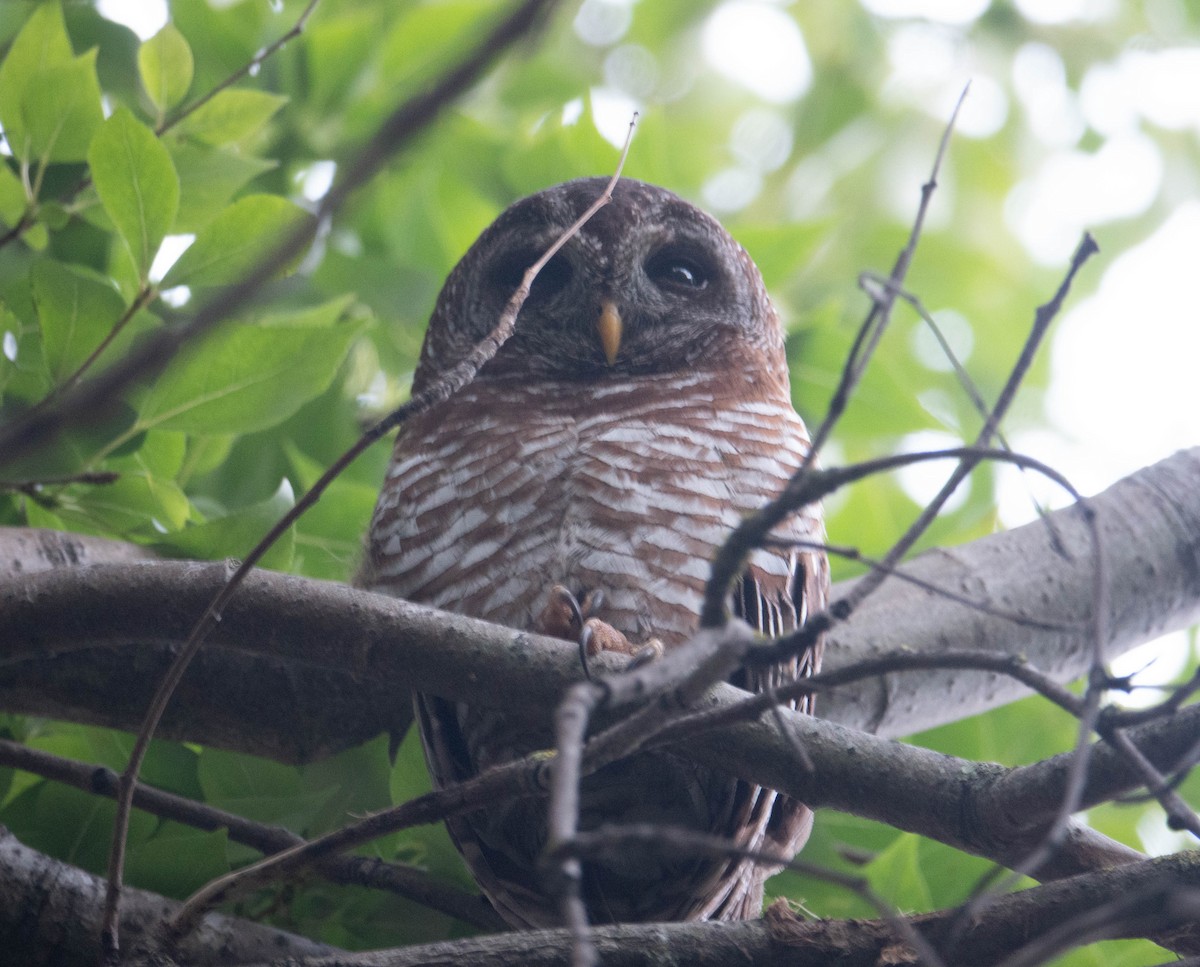 African Wood-Owl - ML609826261