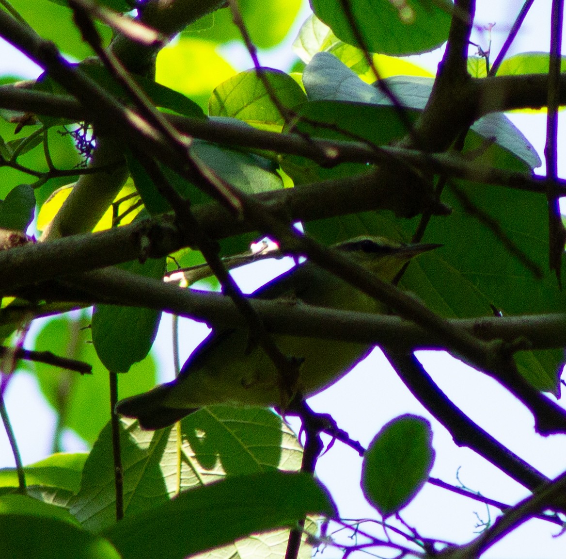 Swainson's Warbler - ML609826358