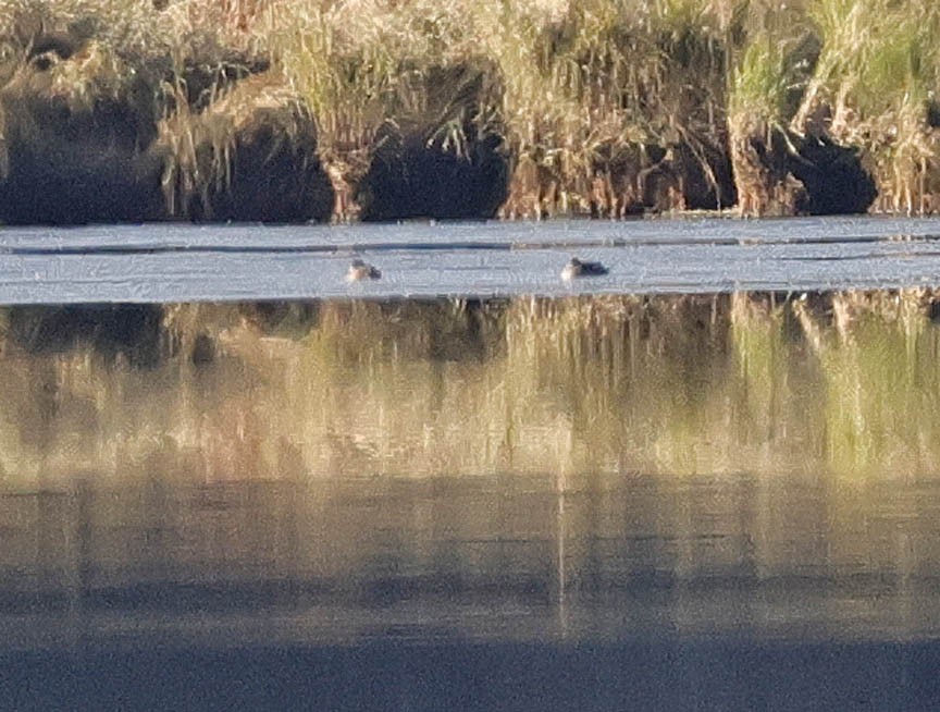 Ruddy Duck - ML609826385