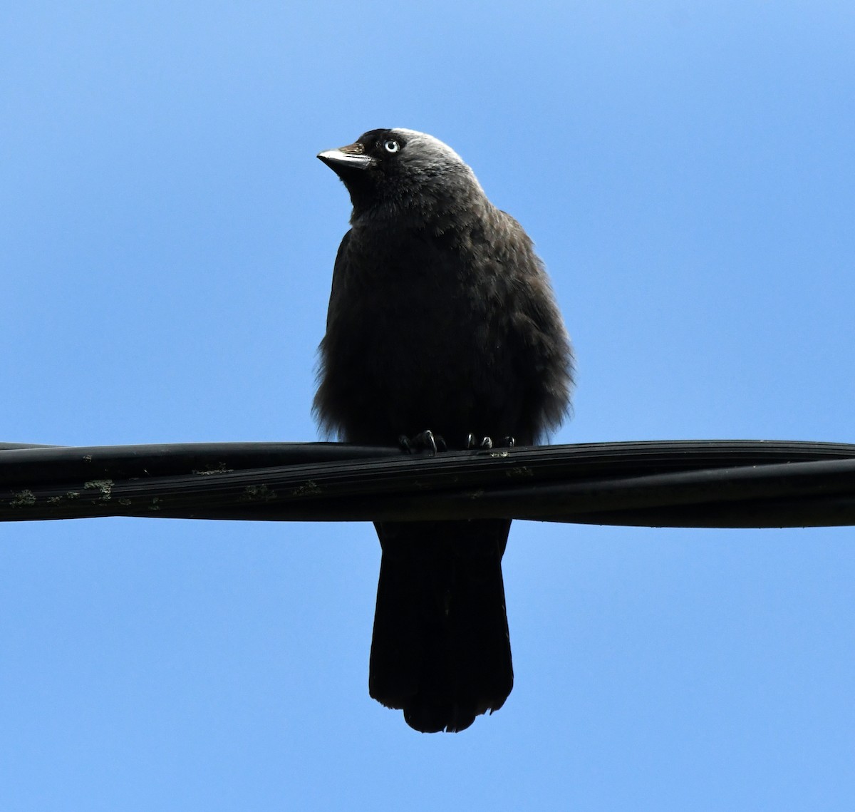 Eurasian Jackdaw - ML609826423