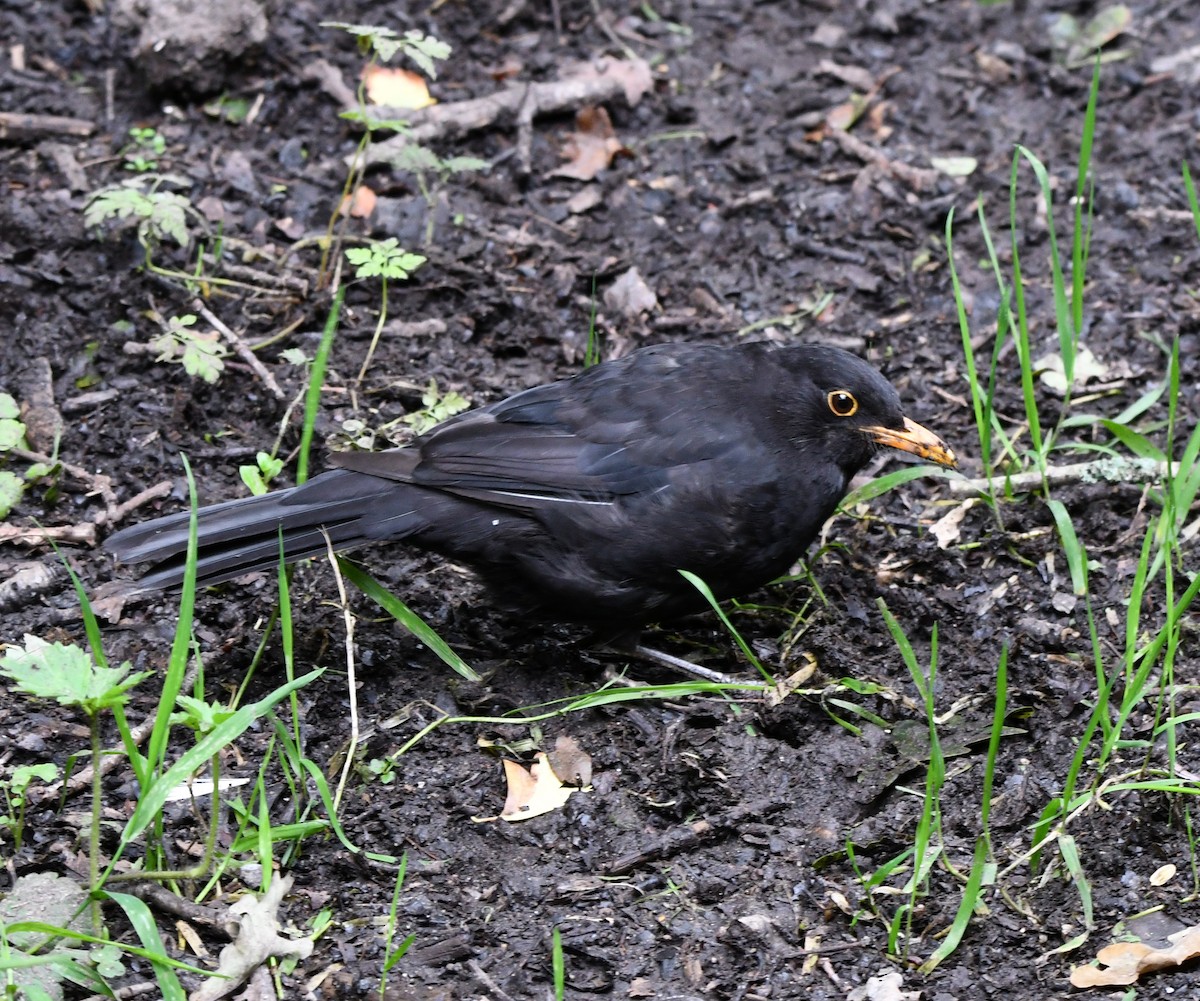 Eurasian Blackbird - ML609826429