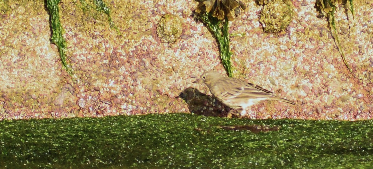 Rock Pipit - Steve Gilchrist