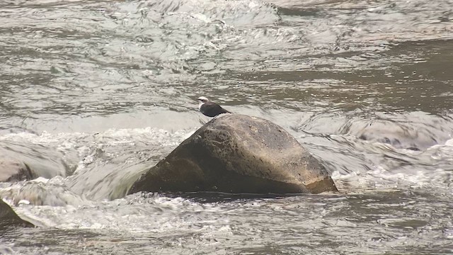 White-capped Dipper - ML609826481