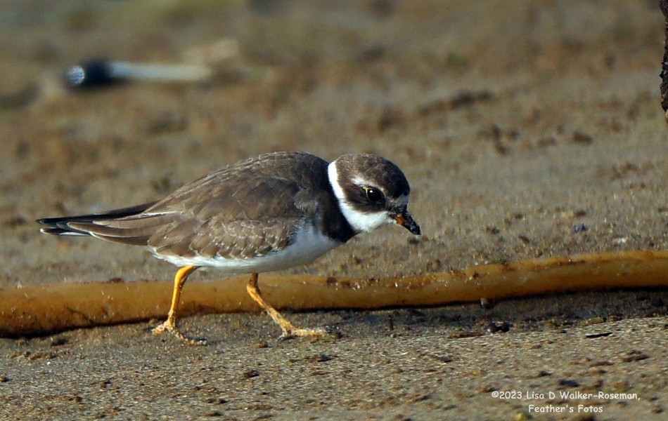 Semipalmated Plover - ML609826485