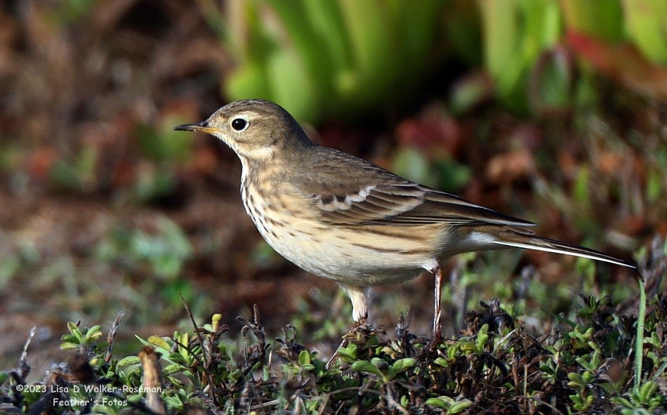 American Pipit - ML609826526