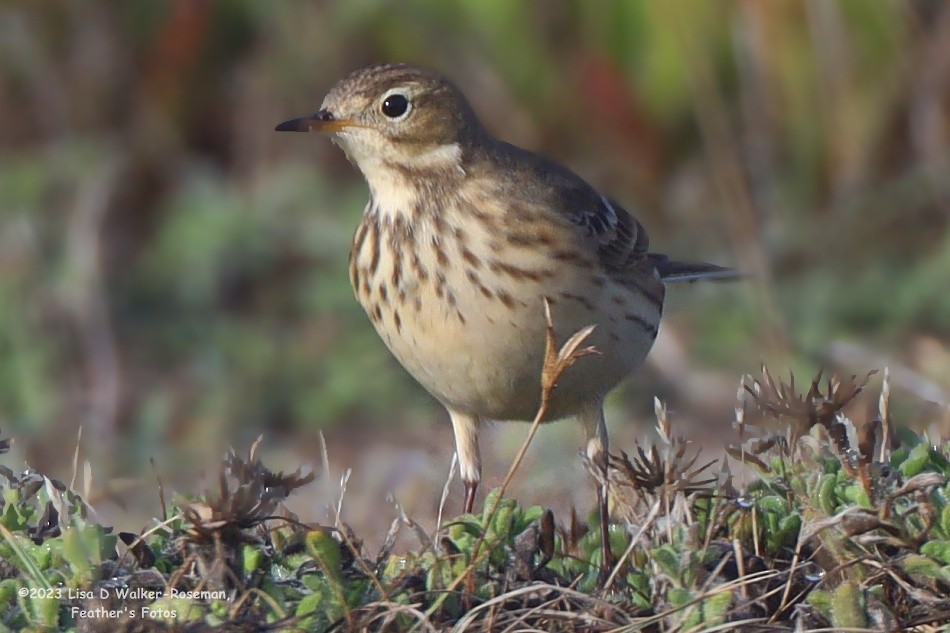 American Pipit - ML609826527