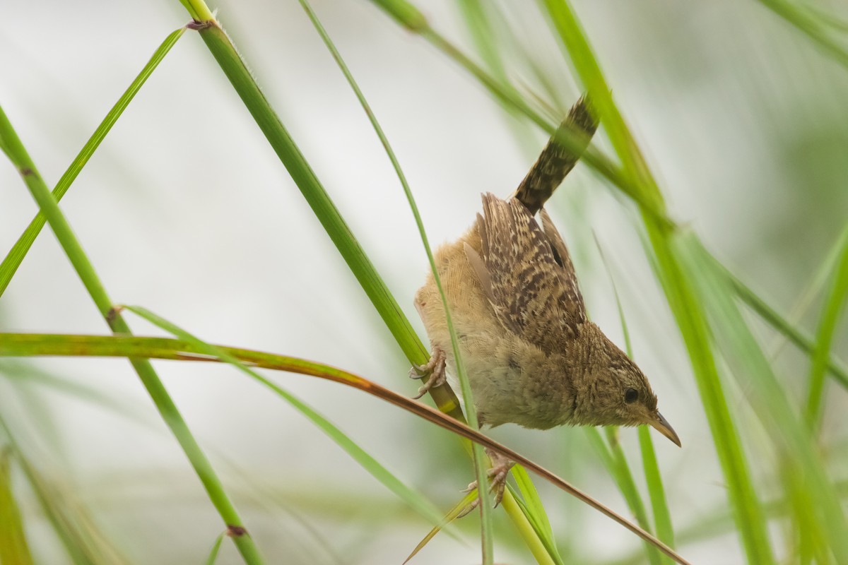 Grass Wren - John van Dort