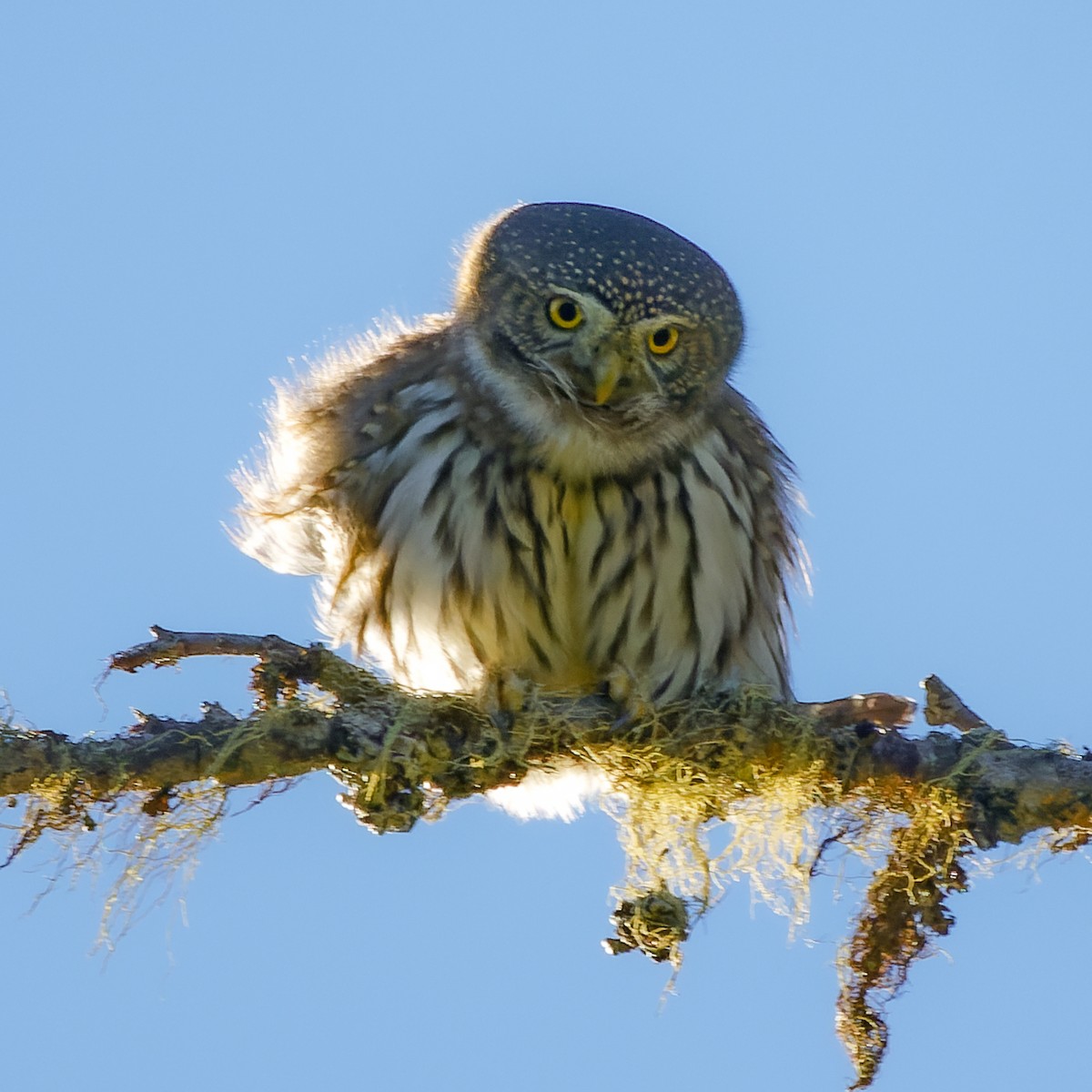 Northern Pygmy-Owl - ML609826708