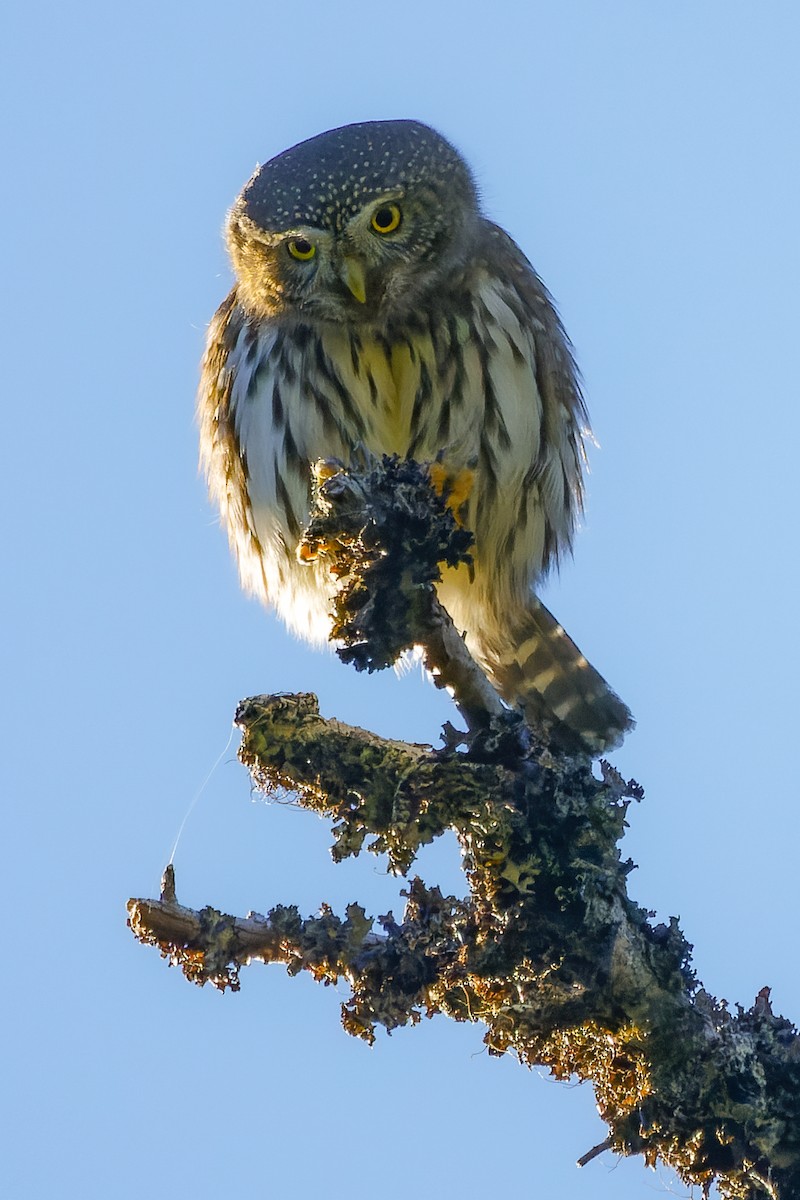 Northern Pygmy-Owl - ML609826709