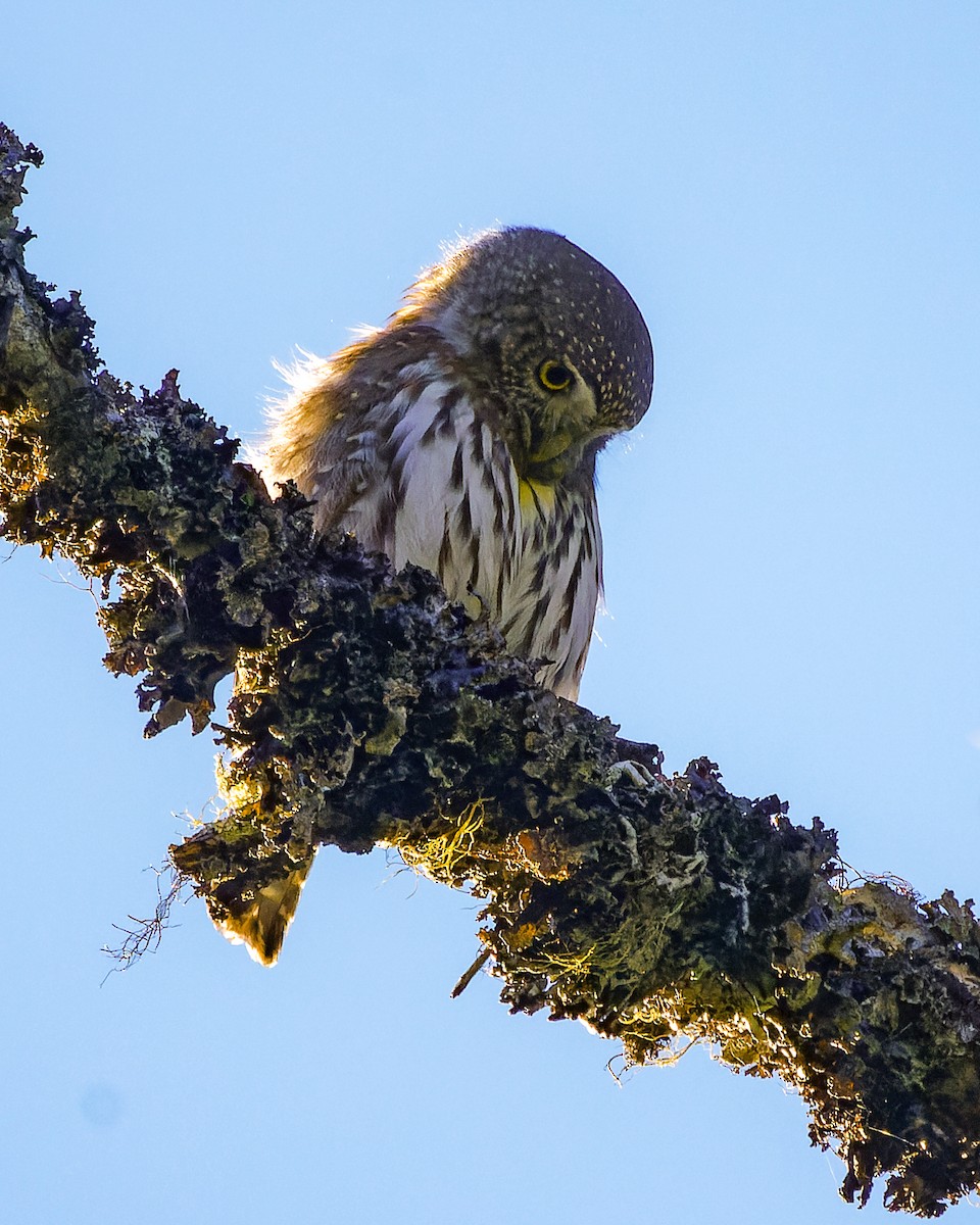 Northern Pygmy-Owl - ML609826710