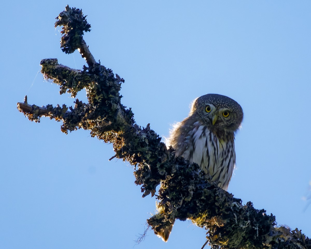 Northern Pygmy-Owl - ML609826711