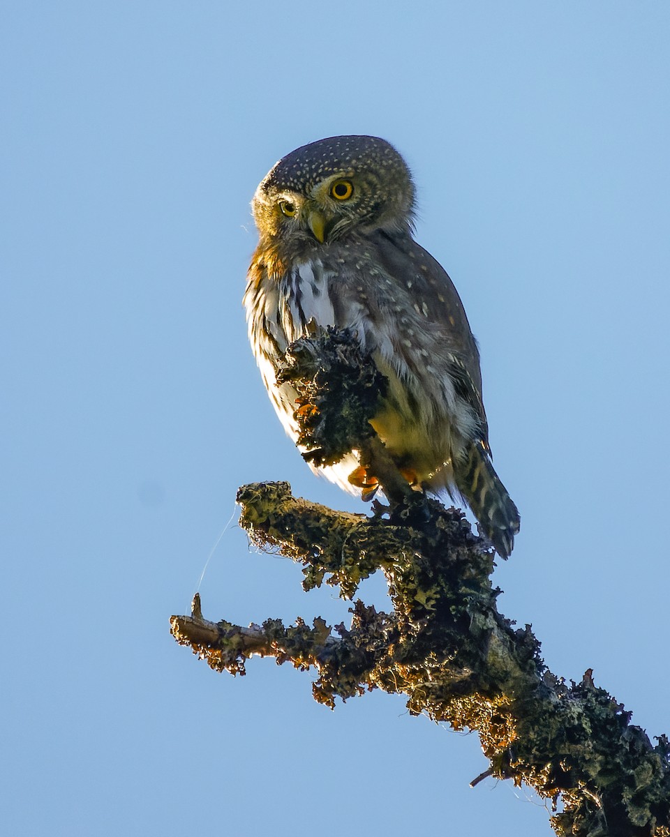 Northern Pygmy-Owl - ML609826713