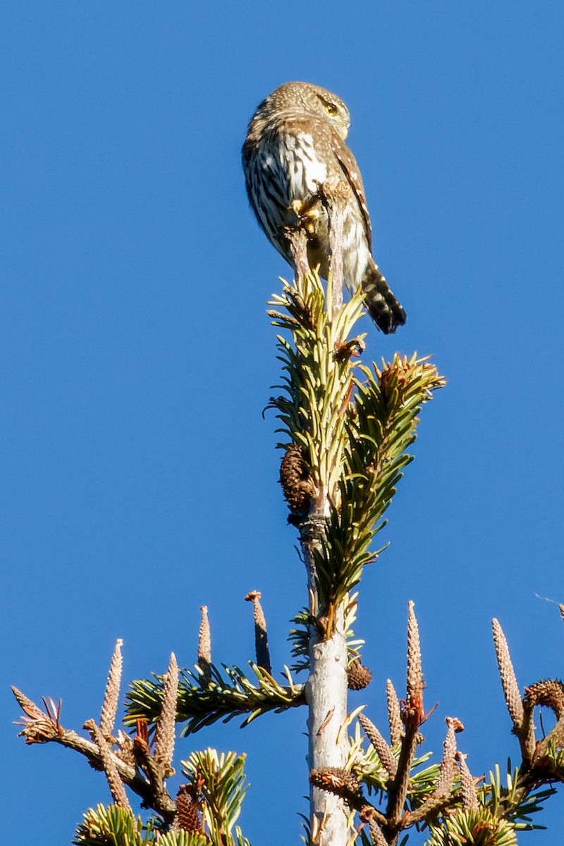 Northern Pygmy-Owl - ML609826715