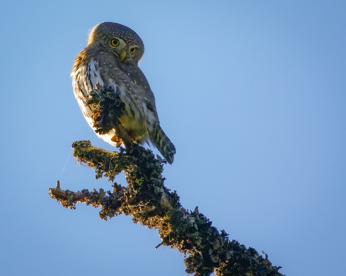Northern Pygmy-Owl - ML609826716