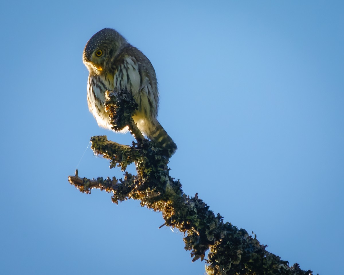 Northern Pygmy-Owl - ML609826717