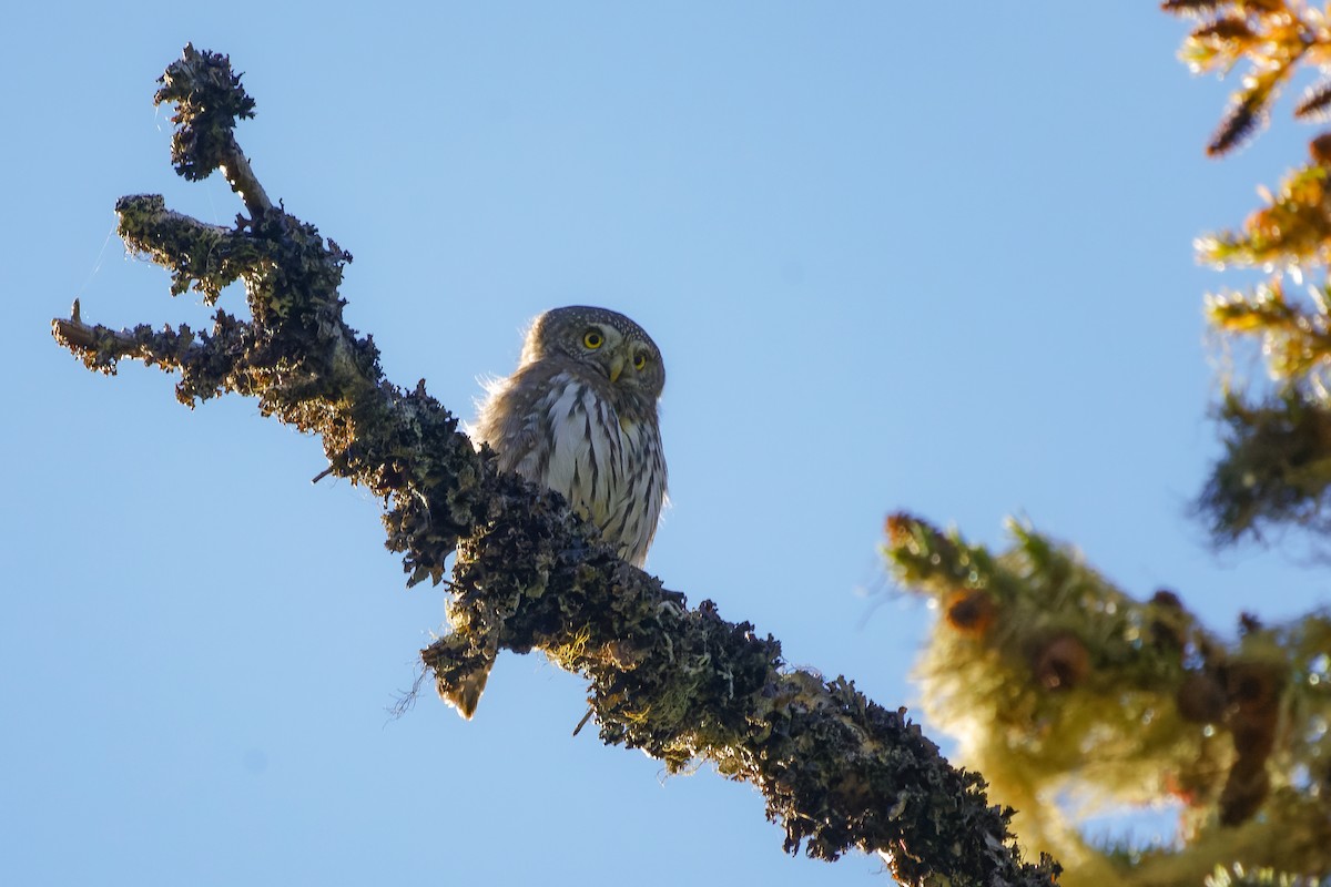 Northern Pygmy-Owl - ML609826718
