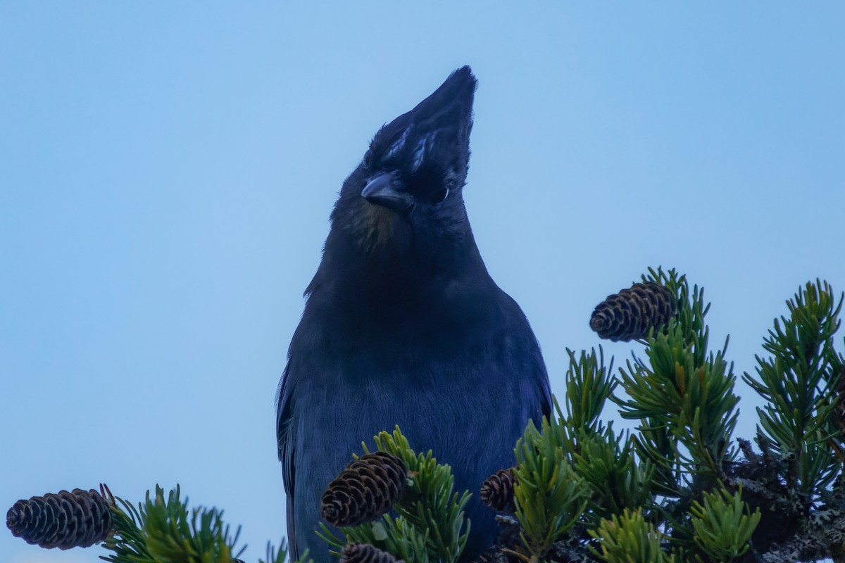 Steller's Jay - ML609826726