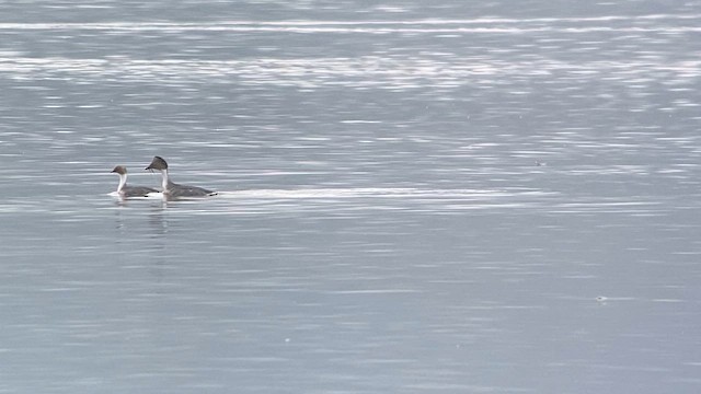 Silvery Grebe - ML609826807