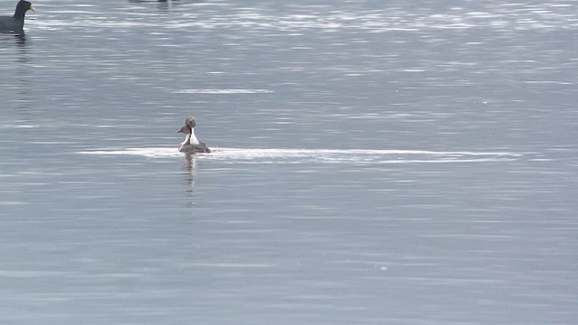 Silvery Grebe - ML609826809