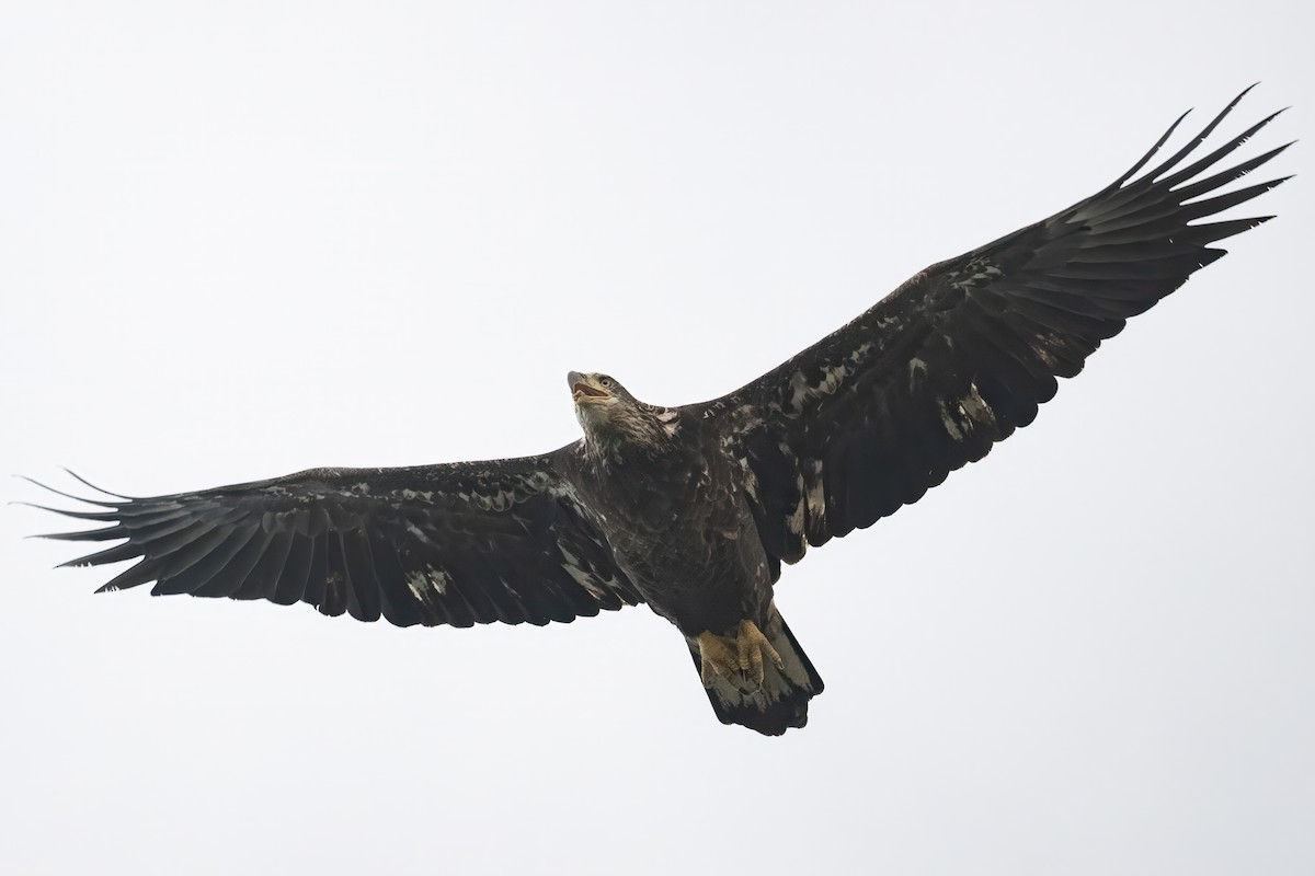 Bald Eagle - Mark Parker