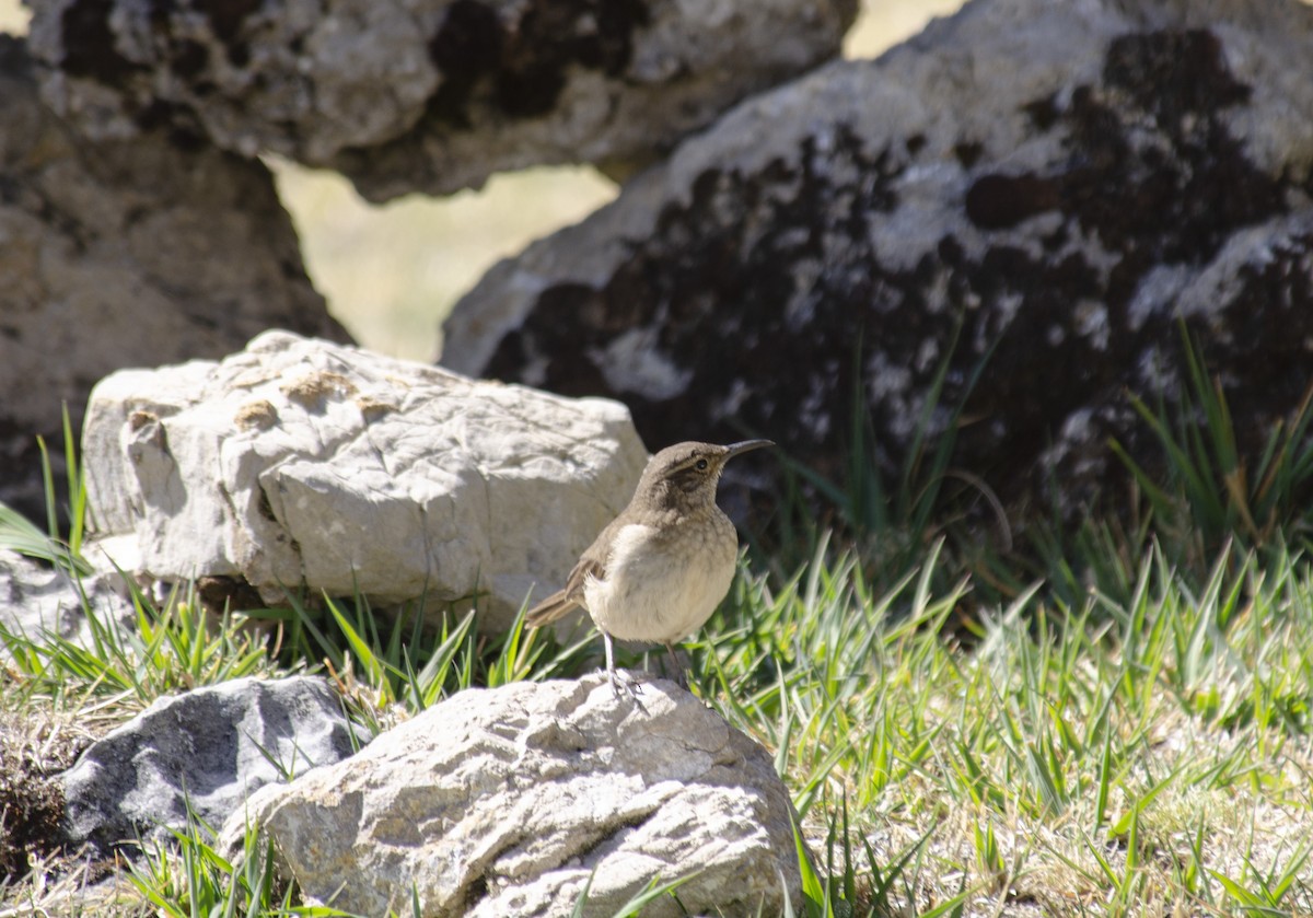 Striated Earthcreeper - ML609827151