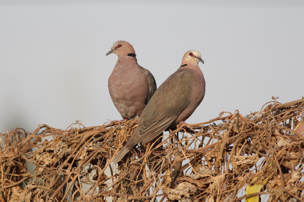 Red-eyed Dove - ML609827157