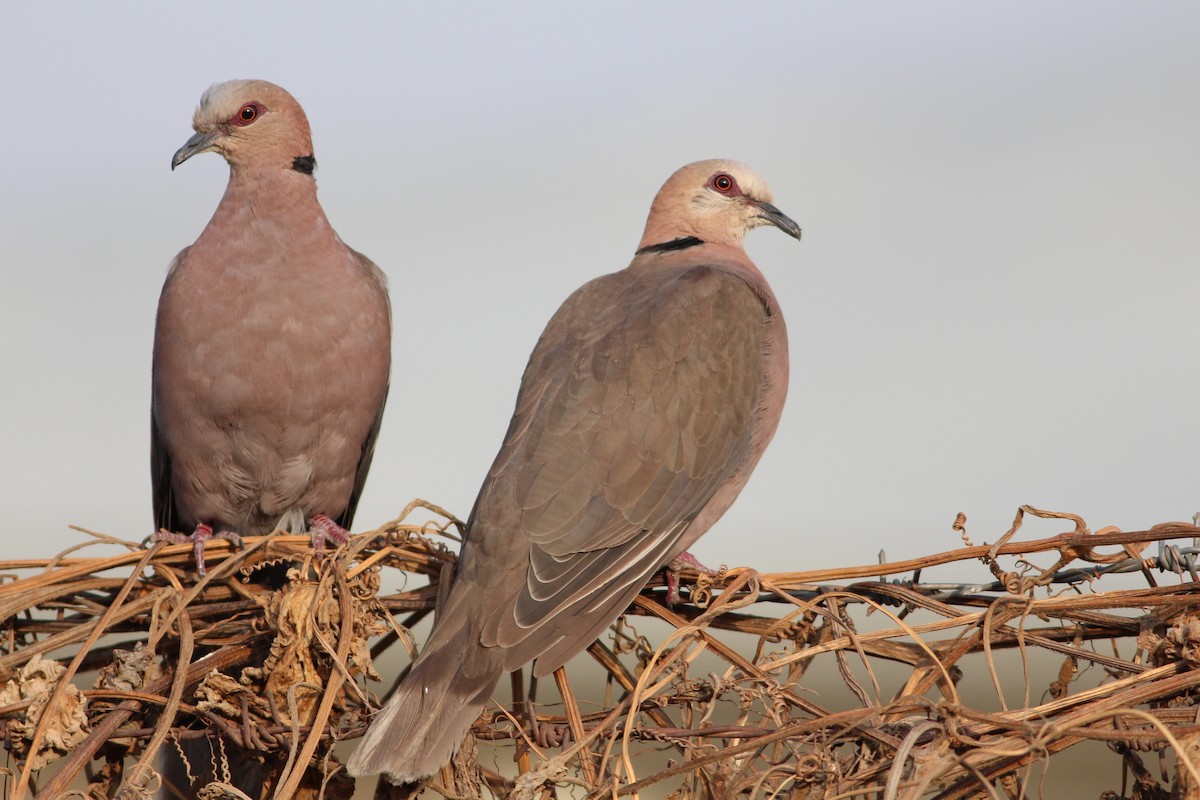 Red-eyed Dove - ML609827158