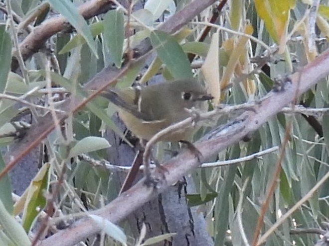 Ruby-crowned Kinglet - ML609827200