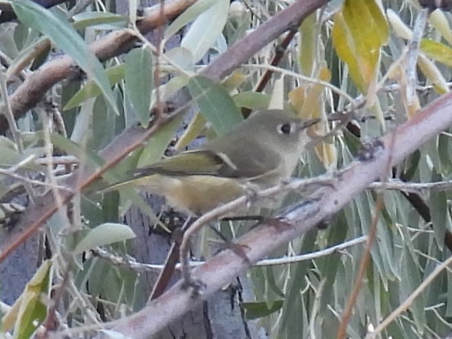 Ruby-crowned Kinglet - ML609827202