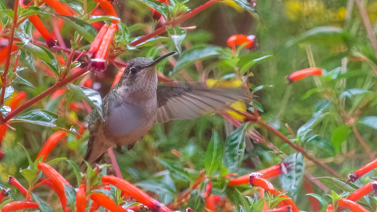 Ruby-throated Hummingbird - ML609827207