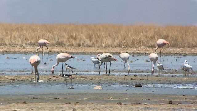 Puna Flamingosu - ML609827210