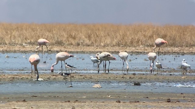 Jamesflamingo - ML609827210