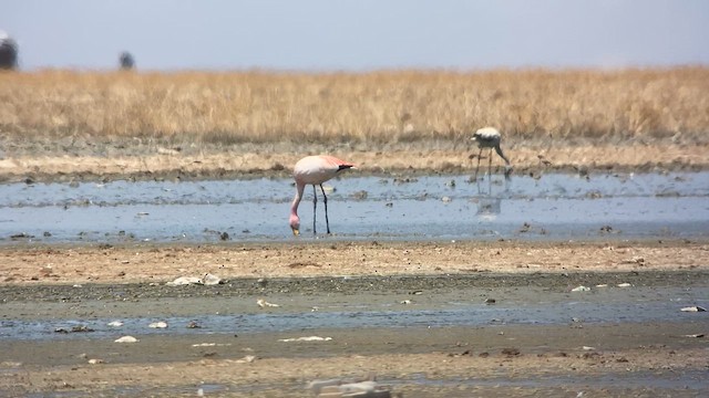 James's Flamingo - ML609827211
