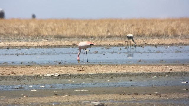 Jamesflamingo - ML609827211